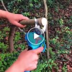 AKU Ruční výkonné nůžky + Náhradní baterie – video