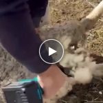 Brixon AKU nůžky na ovce, koně a dobytek + Náhradní baterie (2ks, 4Ah) – video